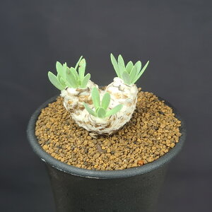 IgiEgT 7.5cm JN^Xc LN NbVvc ~^R[fbNX 򍪐A A A AtJY