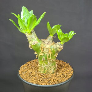 `RhEpjLcX [{ 9cm JN^Xc xPC\E A ~^ R[fbNX 򍪐A A