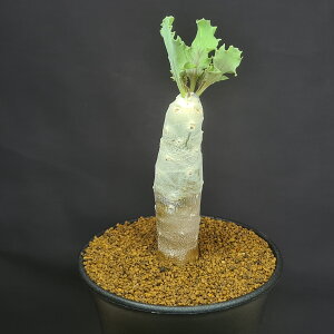 IgiENmtB 9cm JN^Xc LN A ~^R[fbNX 򍪐A T{e A AtJY