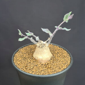 IgiEp[tHA[^ 9cm JN^Xc LN  ~^R[fbNX 򍪐A A A AtJY