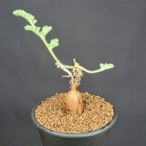 ySjEEgXe () 7.5cm JN^Xc tN\E eWNAIC A ~^R[fbNX 򍪐A T{e A