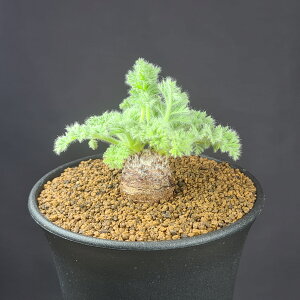 ySjEEAyfBLc 9cm JN^Xc tN\E eWNAIC A ~^ R[fbNX 򍪐A A