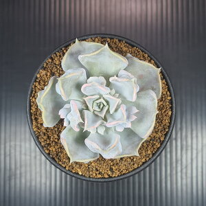 GPxAEX[p[ 9cm JN^Xc xPC\E A N A TLgvc [bg ςt