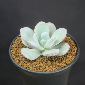 GPxAEEC 9cm JN^Xc xPC\E A u[ N TLgvc A[bg