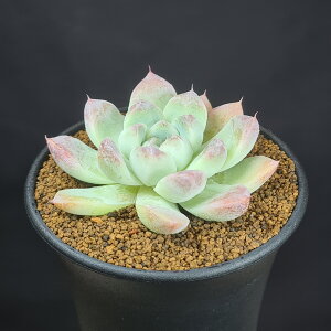 GPxAEX͔l 9cm JN^Xc xPC\E A [bg A TLgvc z nCubh