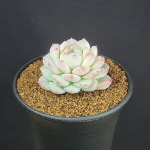 GPxAE 9cm JN^Xc xPC\E A [bg A TLgvc z nCubh