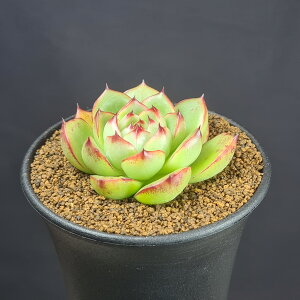 GPxAE[Xg[ 9cm JN^Xc xPC\E A [bg A TLgvc z nCubh