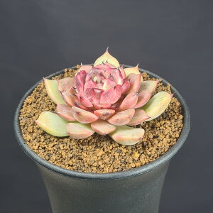 �G�P�x���A�E�f�B�o�C���t���[�g 9cm�� �J�N�^�X���c �x���P�C�\�E�� �����A�� ���[�b�g ����A�� �T�L�������g�v�����c ��z�� �n�C�u���b�h