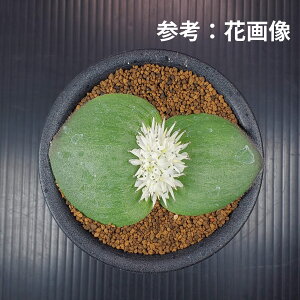 }b\jAEqX^ 9cm JN^Xc P[vou  A A TLgvc  AtJY