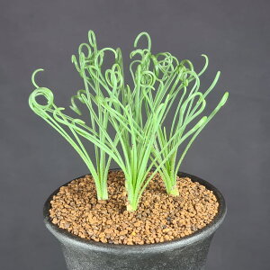 AuJEXsX 9cm JN^Xc P[v ou A A TLgvc A AtJY