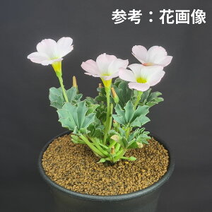 ILUXEsjtHA 9cm JN^Xc J^o~  A A TLgvc P[v ou