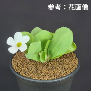 ILUXEmtB 9cm JN^Xc J^o~  A A TLgvc P[v ou