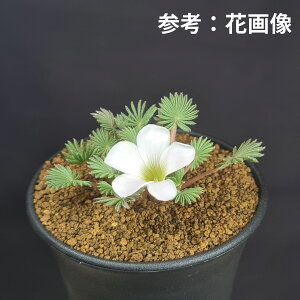 ILUXEp~tX 9cm JN^Xc E̕ J^o~  A A TLgvc P[vou