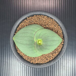 }b\jAEu_XhyVX 9cm JN^Xc P[vou  A A TLgvc  AtJY