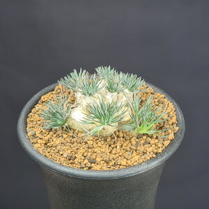 �I�[�j�\�K�����E�T���f�B�G�j�[ 7.5cm�� �J�N�^�X���c �P�[�v �o���u �����A�� ����A�� �T�L�������g�v�����c �����A�� ��A�t���J���Y