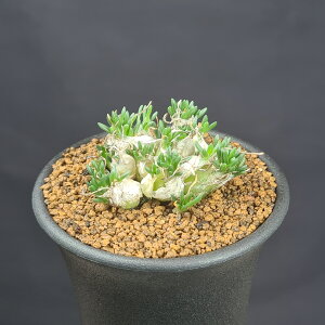 �I�[�j�\�K�����E���g�v�\�C�f�X 7.5cm�� �J�N�^�X���c �P�[�v �o���u �����A�� ����A�� �T�L�������g�v�����c �����A�� ��A�t���J���Y