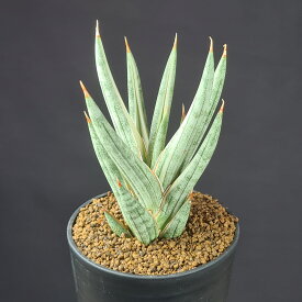 サンセベリア・フランシシー バリエガータ 2.5号鉢 キジカクシ科 多肉植物 サンスベリア 珍奇植物 サキュレントプランツ 観葉植物 針葉系 斑入り品種