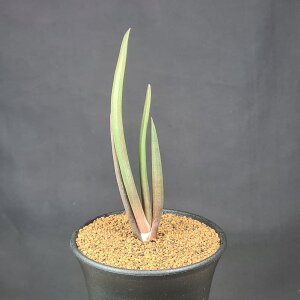 ACfhEo[xG 9cm JN^Xc c{ A AG A oxG oClV[ c[AG