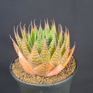 AGE܈ 10.5cm JN^Xc A A TLgvc [bg Lt KXeG AX^[^