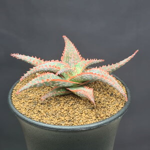 AGENX}XL 9cm JN^Xc nCubh XXLmL A AJo A TLgvc [bg