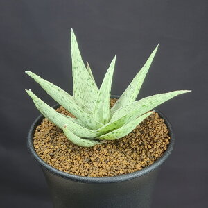 AGE[_X 9cm JN^Xc nCubh XXLmL A n A TLgvc [bg