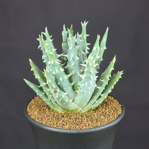 AGEMXeB l[ 9cm JN^Xc SSs XXLmL A A TLgvc [bg