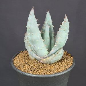 AGECcB[ 9cm JN^Xc  A XXLmL A TLgvc [bg CcB[