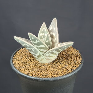 SjAGEc 9cm JN^Xc XXLmL A ^CK[AG A TLgvc [bg _͗l