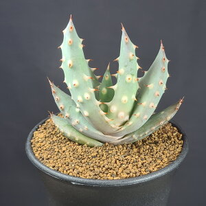 AGEANA[^ 9cm JN^Xc ALA[^    A A TLgvc h