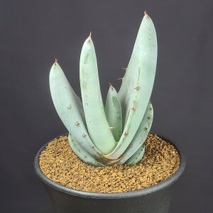 AGEygR[ 9cm JN^Xc ygR JC b c{ A A TLgvc