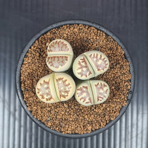 g[vXEheAG  7.5cm JN^Xc n}~Yi ~^Z EA AtJ암Y ؃uvc A