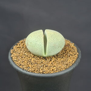 vCIXsXE 7.5cm JN^Xc n}~Yi l[ ~^Z EA ؃uvc A A