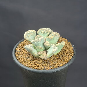 `^mvVXEJJA V 7.5cm JN^Xc n}~Yi ~^Z ؃uvc A rU[vc A