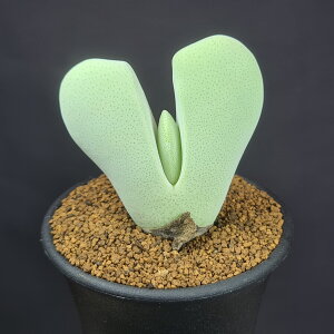 PChvVXEsV[ _ 7.5cm JN^Xc n}~Yi ~^Z EA ؃uvc A A