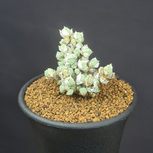 AeB~}EtFlXg[^ 7.5cm JN^Xc Z A`~} ~^Z ^ A A 