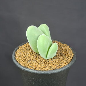 MoGEEfBXp[  7.5cm JN^Xc n}~Yi ~^Z EA A A 