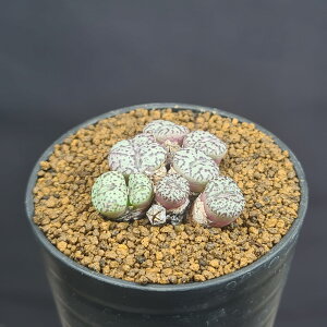 RmtBcE~j} EBbexQZ 7.5cm JN^Xc n}~Yi n ~^Z EA A 