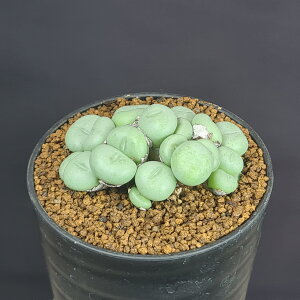 RmtBcE~kc foot of Vanrhyns Pass 7.5cm JN^Xc n}~Yi n ~^Z EA A 