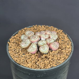 RmtBcEIuRf 7.5cm JN^Xc n}~Yi n  ~^Z EA A 