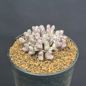 RmtBcE^bNzbtB[ 7.5cm JN^Xc n}~Yi n ~^Z EA A A 