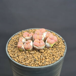 RmtBcEԃyV_ 7.5cm JN^Xc n}~Yi n ~^Z EA A A 