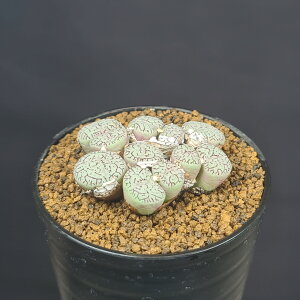 RmtBcE~j} 7.5cm JN^Xc n}~Yi n ~^Z EA A A 