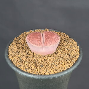 g[vXEKen's Red 7.5cm JN^Xc n}~Yi gM  ~^Z EA A 