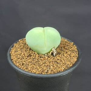 MoGEE 7.5cm JN^Xc n}~Yi q[V[ ~^Z EA A A 