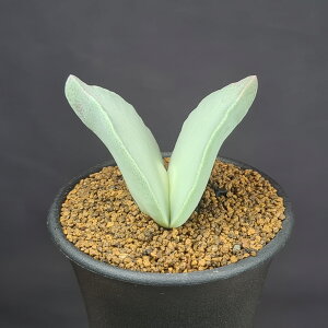 PChvVXEyLAX ĖP 7.5cm JN^Xc n}~Yi ~^Z EA ؃uvc A A