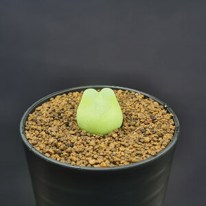 RmtBcEc SH1200 SW Namie 7.5cm JN^Xc n}~Yi JeB ~^Z EA A 