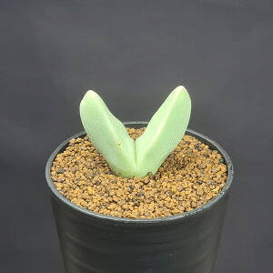 RmtBcEwATX탌bNX PV1027 Rooiber 7.5cm JN^Xc n}~Yi JeB ~^Z EA A 