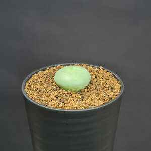 RmtBcEtu Iic SB1117 big green buttons, Animub 7.5cm JN^Xc n}~Yi JeB ~^Z EA A 