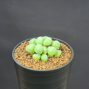 RmtBcEGXeB/^CAi PVB9478 Namusberg 7.5cm JN^Xc n}~Yi JeB Ԍ^ ~^Z EA A 