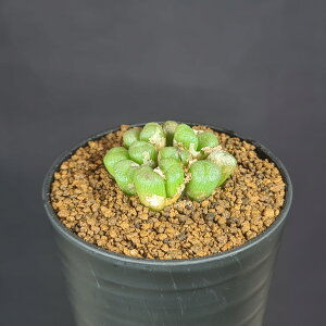 RmtBcEGNeBvuEj[ PV1036 10km N Springbok 7.5cm JN^Xc n}~Yi JeB ~^Z EA A 